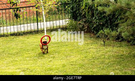 Lustige französische Bulldogge spielt mit einem Spielzeug auf einem grünen Rasen. French Bulldogs sind sehr verspielt. Stockfoto