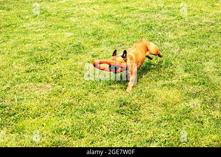 Lustige französische Bulldogge spielt mit einem Spielzeug auf einem grünen Rasen. French Bulldogs sind sehr verspielt. Stockfoto