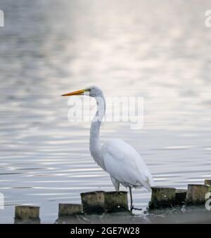 Weißreiher (Ardae alba) Stockfoto