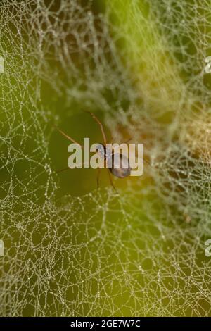 Spinne in Spinnen Netz Loch in einem Feld. Nahaufnahme Makrofehler und Insektenhintergrund Stockfoto