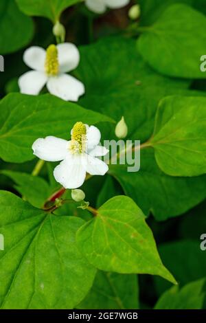 Zarte weiße Houttuynia-Cordata, herzblättrige houttuynia-Blüten, die sich gegen ihr grünes Laub richten. Nahaufnahme von natürlichem Porträt Stockfoto