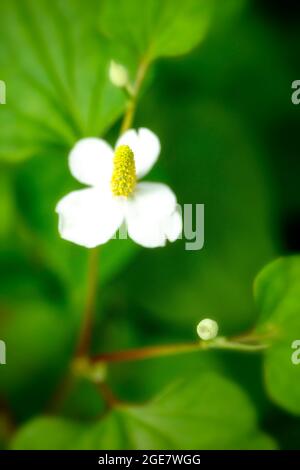 Zarte weiße Houttuynia-Cordata, herzblättrige houttuynia-Blüten, die sich gegen ihr grünes Laub richten. Nahaufnahme von natürlichem Porträt Stockfoto