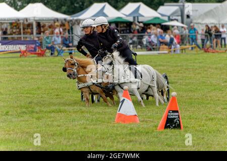 Pony Scurgy Fahrzeit-Test auf der Wiltshire Game & Country Fair Stockfoto