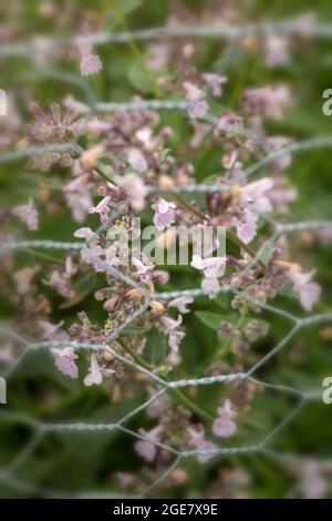 Nahaufnahme Naturportrait von Nepeta Racemosa - Amelia Stockfoto