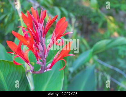 Nahaufnahme von Canna Indica Blumen in schönen roten Blüten - Konzept für Pflege Stockfoto