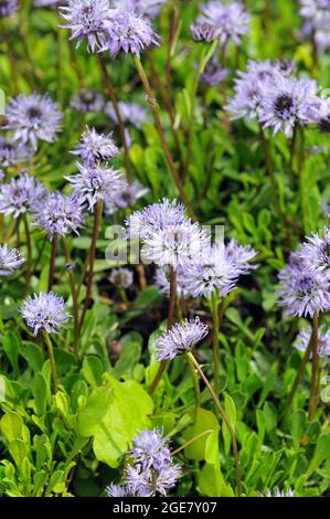 Globe Daisy, Globularia meridionalis, gubóvirág, Europa Stockfoto