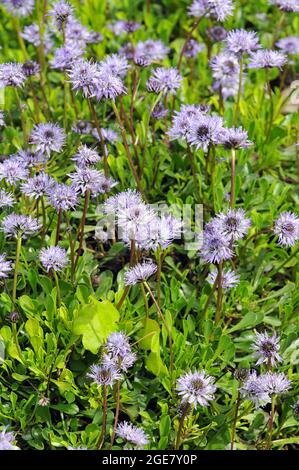 Globe Daisy, Globularia meridionalis, gubóvirág, Europa Stockfoto