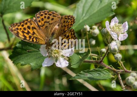 Ein hoher brauner Fritillarschmetterling ernährt sich von einer Bramble-Blume auf Dartmoor. Stockfoto