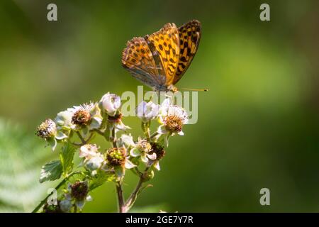 Ein hoher brauner Fritillarschmetterling ernährt sich von einer Bramble-Blume auf Dartmoor. Stockfoto