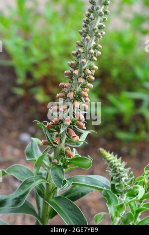 Kleinblühiger Fuchshandschuh, Digitalis parviflora, gyűszűvirág, Europa Stockfoto