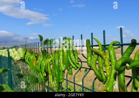 Frische grüne Paprika zum Sonnentrocknen am Zaun gehängt Stockfoto