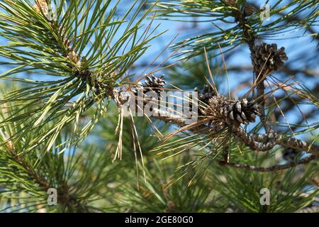 Schottenkiefer, Pinus syvestris mit den letztjährigen Tannenzapfen und ein paar Tannenzapfen-Blüten, in Wichita, Kansas, USA. Nahaufnahme. Stockfoto