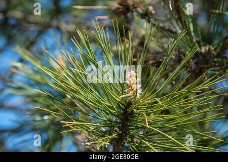 Schottische Kiefer Zweig, Pinus syvestris, mit einer Knospe Kieferkegel Blume in Wichita, Kansas, USA. Stockfoto