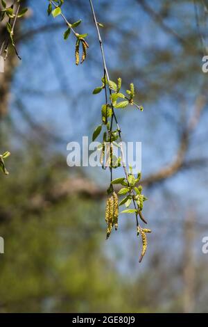 Flussbirke, Betula nigra, Kätzchen im Frühling. Kansas, USA. Stockfoto