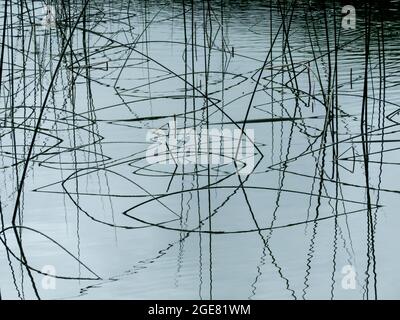 Spiegelungen des Stiels auf der Wasseroberfläche Stockfoto