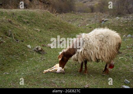 Ein trächtiges Schaf hat gerade ein Lamm zur Welt gebracht. Auf einer Wiese in den Bergen. Stockfoto