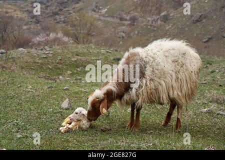 Ein trächtiges Schaf hat gerade ein Lamm zur Welt gebracht. Auf einer Wiese in den Bergen. Stockfoto