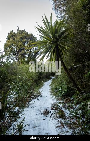 Snow on Track, Paparoa Track, (einer der tollen Wanderwege Neuseelands) Paparoa National Park, Westküste, Südinsel, Neuseeland Stockfoto