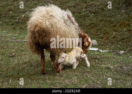 Ein trächtiges Schaf hat gerade ein Lamm zur Welt gebracht. Auf einer Wiese in den Bergen. Stockfoto