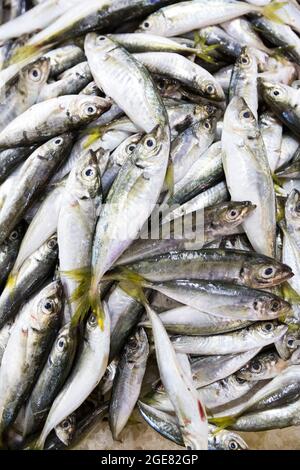 Markt für frische Meeresfrüchte in Batumi Georgia. Lebender Fisch im Eis. Stockfoto