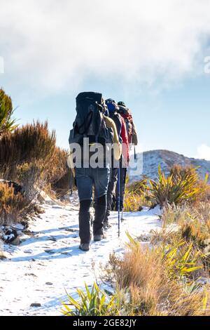 Drei Wanderer auf dem Paparoa Track, (einer von Neuseelands tollen Spaziergängen), Westküste, Südinsel, Neuseeland Stockfoto