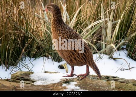 WEKA, flugloser Vogel, im Schnee auf dem Paparoa Track, (einer der tollen Wanderungen Neuseelands) Paparoa National Park, Westküste, Südinsel, Neuseeland Stockfoto