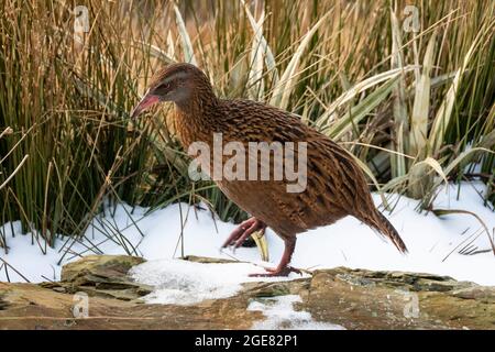 WEKA, flugloser Vogel, im Schnee auf dem Paparoa Track, (einer der tollen Wanderungen Neuseelands) Paparoa National Park, Westküste, Südinsel, Neuseeland Stockfoto