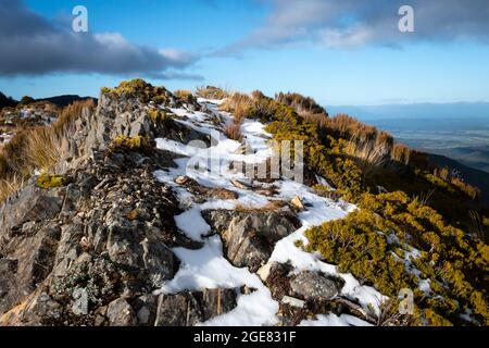 Schnee auf alpiner Vegetation, Paparoa Track, (einer der tollen Wanderungen Neuseelands) Paparoa National Park, Westküste, Südinsel, Neuseeland Stockfoto