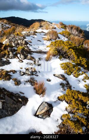 Schnee auf alpiner Vegetation, Paparoa Track, (einer der tollen Wanderungen Neuseelands) Paparoa National Park, Westküste, Südinsel, Neuseeland Stockfoto