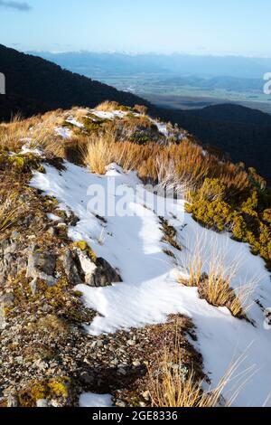 Schnee auf alpiner Vegetation, Paparoa Track, (einer der tollen Wanderungen Neuseelands) Paparoa National Park, Westküste, Südinsel, Neuseeland Stockfoto