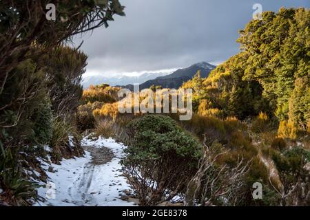 Snow on Track, Paparoa Track, (einer der tollen Wanderwege Neuseelands) Paparoa National Park, Westküste, Südinsel, Neuseeland Stockfoto