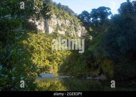 Kalksteinfelsen am Pororari River auf dem Paparoa Track (einer der Great Walks in Neuseeland), Paparoa National Park, Westküste, Südinsel, Neuseeland Stockfoto