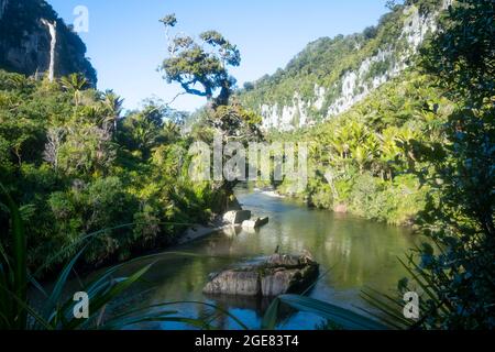 Kalksteinfelsen am Pororari River auf dem Paparoa Track (einer der Great Walks in Neuseeland), Paparoa National Park, Westküste, Südinsel, Neuseeland Stockfoto
