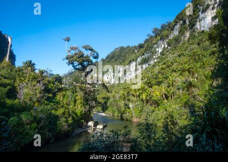 Kalksteinfelsen am Pororari River auf dem Paparoa Track (einer der Great Walks in Neuseeland), Paparoa National Park, Westküste, Südinsel, Neuseeland Stockfoto