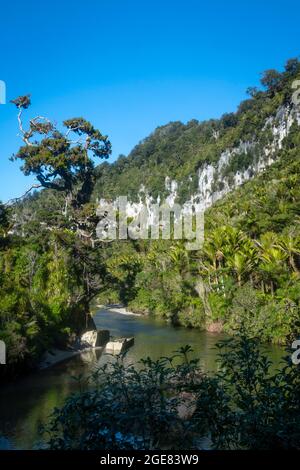 Kalksteinfelsen am Pororari River auf dem Paparoa Track (einer der Great Walks in Neuseeland), Paparoa National Park, Westküste, Südinsel, Neuseeland Stockfoto