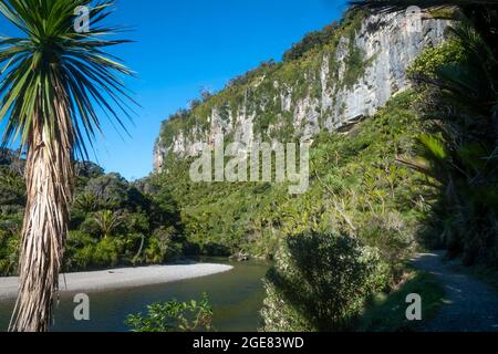 Kalksteinfelsen am Pororari River auf dem Paparoa Track (einer der Great Walks in Neuseeland), Paparoa National Park, Westküste, Südinsel, Neuseeland Stockfoto