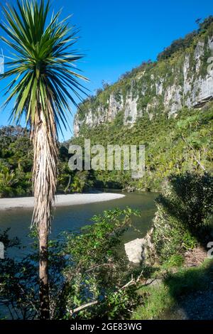 Kalksteinfelsen am Pororari River auf dem Paparoa Track (einer der Great Walks in Neuseeland), Paparoa National Park, Westküste, Südinsel, Neuseeland Stockfoto