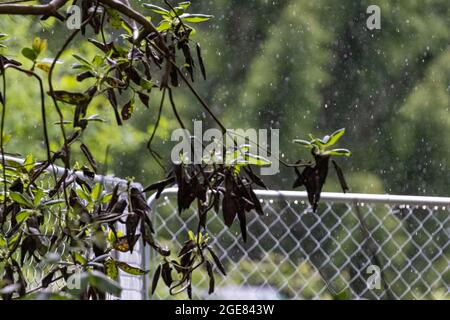 Künstlerisch verschwommenes Bild von Regentropfen auf einem Kettengliederzaun mit Ästen davor Stockfoto