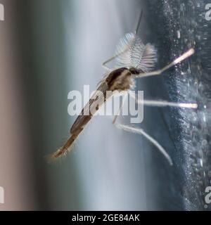 Phantommidge (Chaoborus crystallinus) Stockfoto