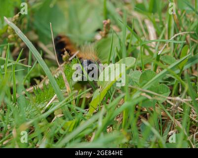 Wollbär-Raupe der Gartentiger-Motte (Arctia caja) auf ihrem Weg durch Grasunterholz Stockfoto