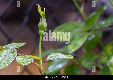 Eine grüne Knospe auf einem rosa Rosenbusch, der im Frühsommer fast zur Blüte bereit ist Stockfoto