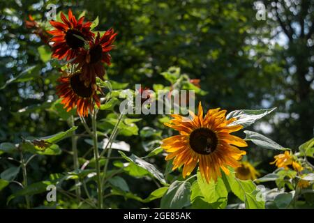 Sonnenblume Samtkönigin, Rote Sonnenblume. Sonnenblume „La Torre“. Hummeln, Mist. Stockfoto