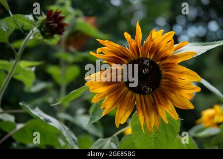 Rote, orange, gelbe Sonnenblume. Sonnenblume „La Torre“. Hummeln, Mist. Stockfoto