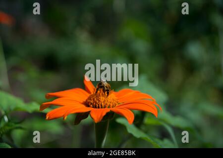 Eine schöne mexikanische Sonnenblume, rote Sonnenblume mit einer Hummel Stockfoto