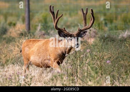 Mule Deer (Odocoileus hemionus) Buck - Rocky Mountain Arsenal National Wildlife Refuge, Commerce City, in der Nähe von Denver, Colorado Stockfoto