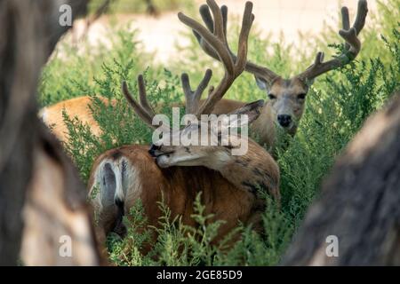 Mule Deer (Odocoileus hemionus) Bucks - Rocky Mountain Arsenal National Wildlife Refuge, Commerce City, in der Nähe von Denver, Colorado Stockfoto