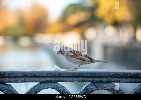 Foto, wo ein kleiner Vogel auf einem Regal Semmelbrösel isst, Nahaufnahme Stockfoto