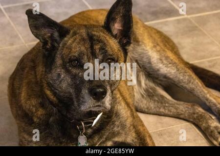 Brinle Hund auf Fliese starrt auf Kamera Stockfoto