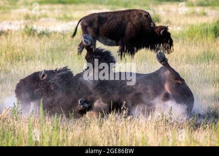 American Bison (Bison Bison) rollt im Schmutz (walling) - Rocky Mountain Arsenal National Wildlife Refuge, Commerce City, nahe Denver, Colorado [IMAG Stockfoto