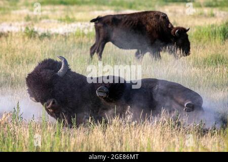 American Bison (Bison Bison) rollt im Schmutz (walling) - Rocky Mountain Arsenal National Wildlife Refuge, Commerce City, nahe Denver, Colorado [IMAG Stockfoto